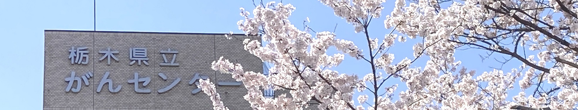 [19:03] 日野 なつめ がんセンターの外観と桜の写真  