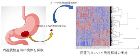 網羅的発現タンパク解析の流れ